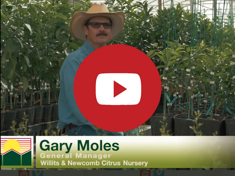 Willits & Newcomb's video testimonial Willits & Newcomb | Commercial Greenhouse Manufacturer